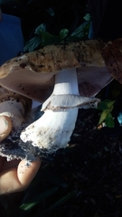 Agaricus