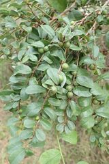 Bridelia cathartica melanthesoides