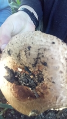 Agaricus