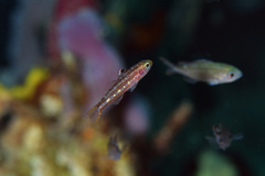 Forktailed Bass photo 1