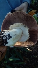 Agaricus