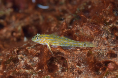 Coryphopterus eidolon