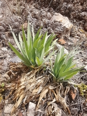 Hemiphylacus latifolius