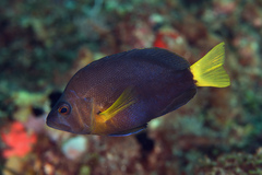 Hypoplectrus chlorurus