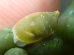 Volvatella bermudae