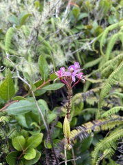Epidendrum ackermanii