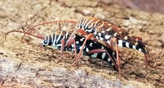 Placosternus crinicornis