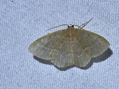 Thalera pistasciaria