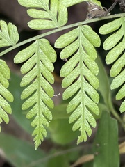 Amauropelta piedrensis