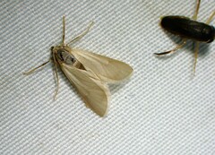 Acentria ephemerella