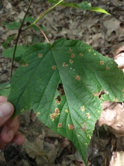 Sphaerulina aceris