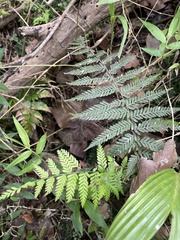 Amauropelta piedrensis