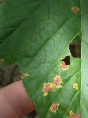 Sphaerulina aceris
