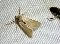 Acentria ephemerella