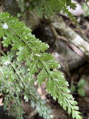 Asplenium verecundum