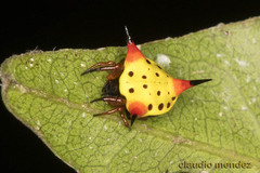 Phoroncidia reimoseri