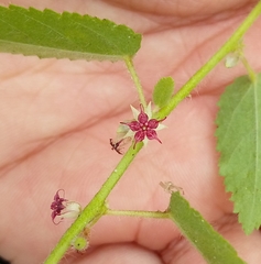 Ayenia erecta