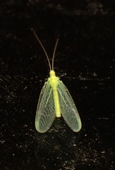 Chrysopa nigricornis