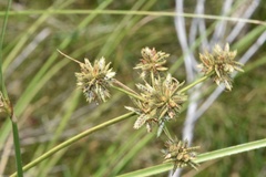 Cyperus elegans