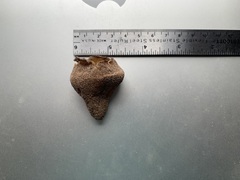 Peziza ammophila