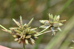 Cyperus elegans