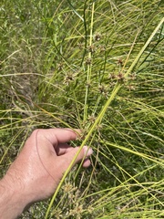 Cyperus elegans