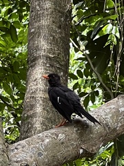 Turdus aurantius