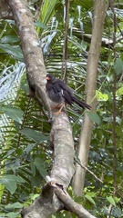 Turdus aurantius