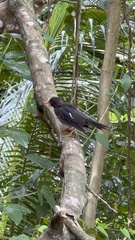 Turdus aurantius