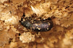Dendroctonus