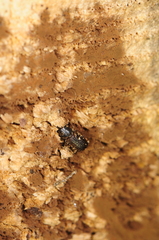 Dendroctonus