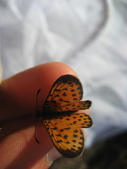 Pardopsis punctatissima