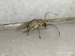 Phloeobius