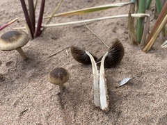 Psathyrella arenulina
