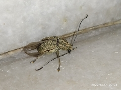 Phloeobius