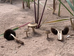 Psathyrella arenulina