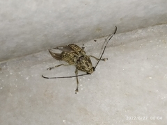 Phloeobius