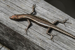 Cryptoblepharus virgatus