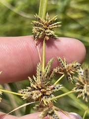 Cyperus elegans