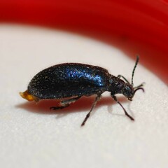 Cerogria janthinipennis