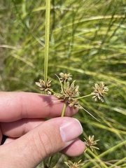 Cyperus elegans