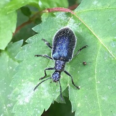 Cerogria janthinipennis