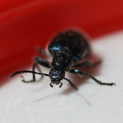 Cerogria janthinipennis