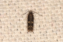 Trypanisma prudens