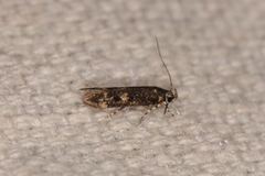 Trypanisma prudens