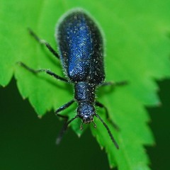 Cerogria janthinipennis