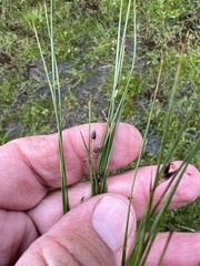 Juncus drummondii