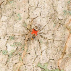 Drapetisca alteranda