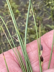 Juncus drummondii