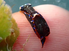 Camachoaglaja berolina